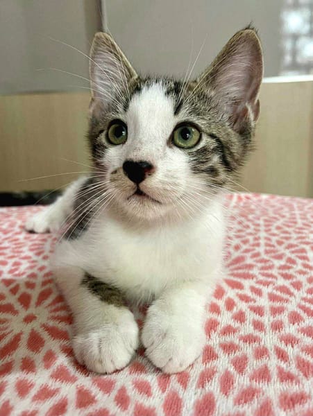 Arturo, mâle, chat européen, né le 09/06/2025 🐱