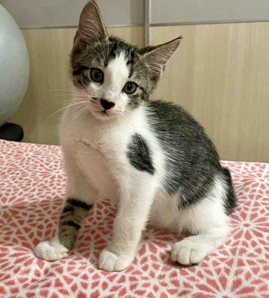 Arturo, mâle, chat européen, né le 09/06/2025 🐱