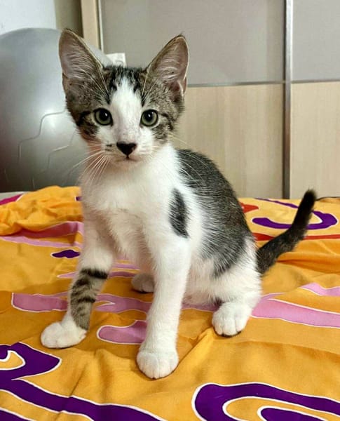Arturo, mâle, chat européen, né le 09/06/2025 🐱