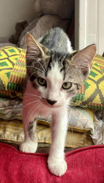 Arturo, mâle, chat européen, né le 09/06/2025 🐱