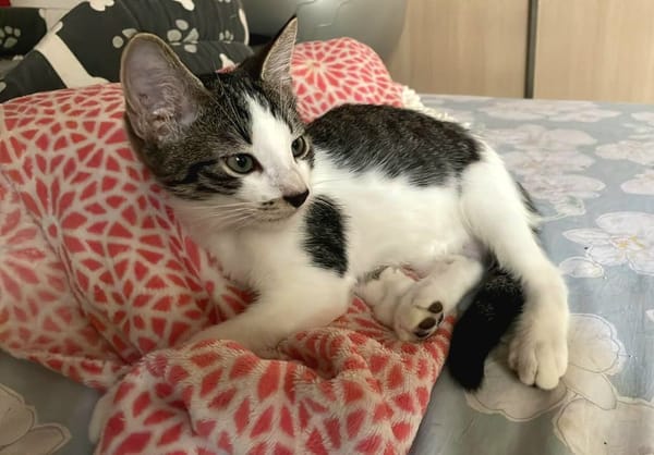 Arturo, mâle, chat européen, né le 09/06/2025 🐱