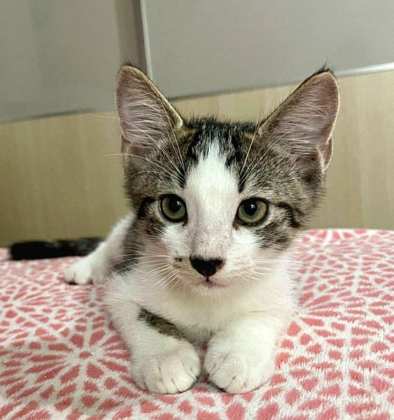 Arturo, mâle, chat européen, né le 09/06/2025 🐱