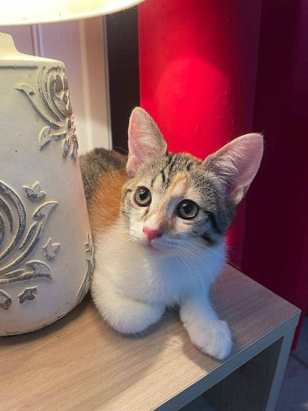 Gracie, femelle, chat européen, née le 05/06/2025 🐱
