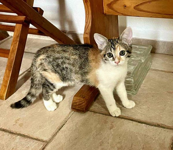 Gracie, femelle, chat européen, née le 05/06/2025 🐱