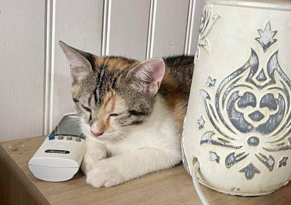 Gracie, femelle, chat européen, née le 05/06/2025 🐱