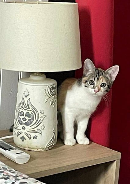 Gracie, femelle, chat européen, née le 05/06/2025 🐱