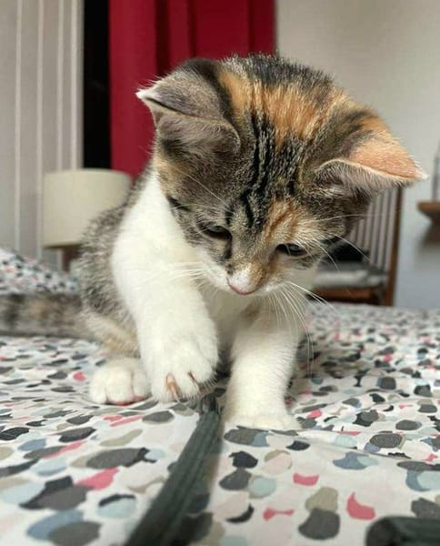 Gracie, femelle, chat européen, née le 05/06/2025 🐱