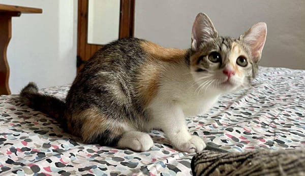 Jasper, mâle, chat européen, né le 09/06/2025 🐱