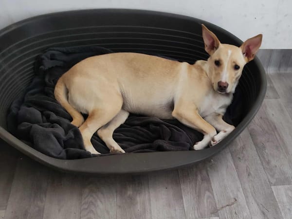 Gribouille, femelle croisée berger, née le 25/10/2024 🐶 ✨
