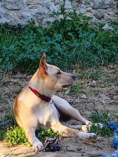 Gribouille, femelle croisée berger, née le 25/10/2024 🐶 ✨