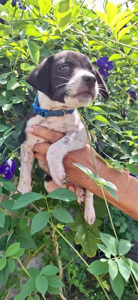 Saly, femelle croisée berger , née le 01/07/2025 🐶