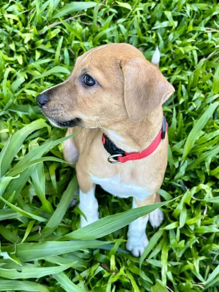 Osaka, femelle croisée berger , née le 20/06/2025🐶