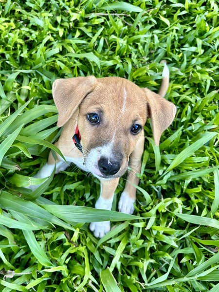 Osaka, femelle croisée berger , née le 20/06/2025🐶