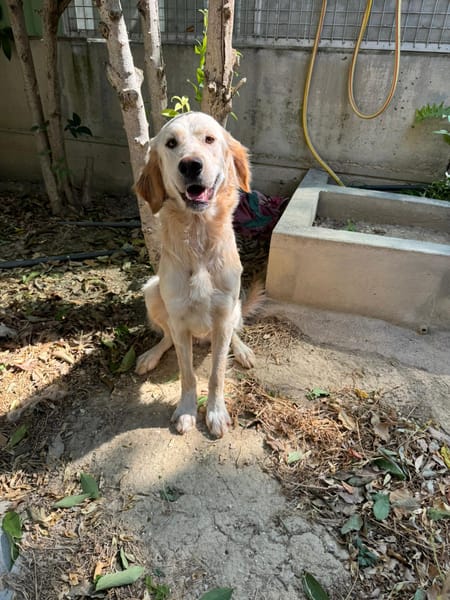 RAFFY mix golden retriever