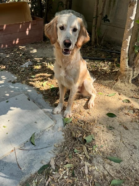 RAFFY mix golden retriever