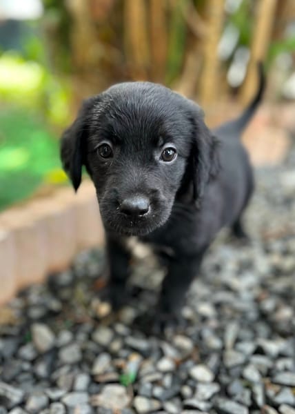 Alia, femelle croisée berger, née le 01/07/2025 🐶
