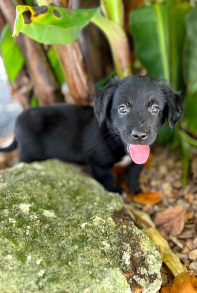 Alia, femelle croisée berger, née le 01/07/2025 🐶