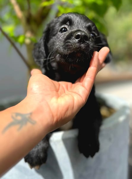Alia, femelle croisée berger, née le 01/07/2025 🐶