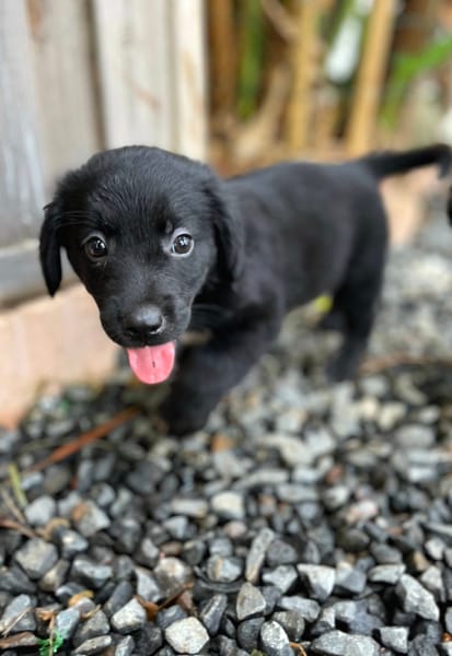 Alia, femelle croisée berger, née le 01/07/2025 🐶