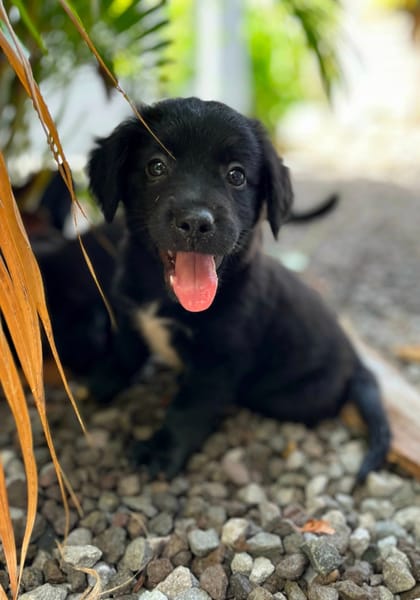 Alia, femelle croisée berger, née le 01/07/2025 🐶