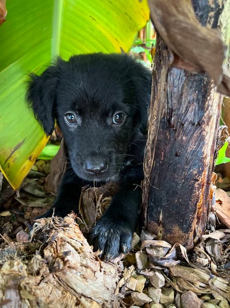 Alia, femelle croisée berger, née le 01/07/2025 🐶