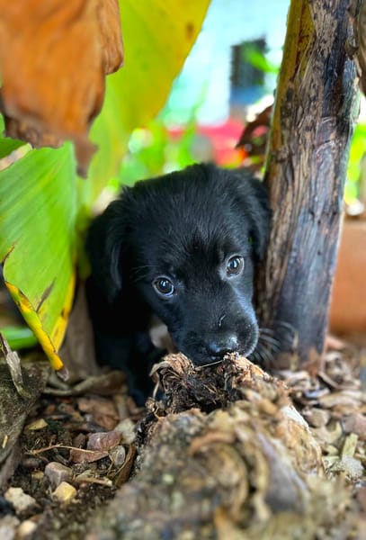 Alia, femelle croisée berger, née le 01/07/2025 🐶