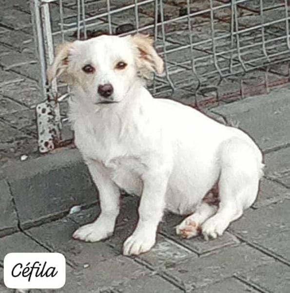 CEFILA
