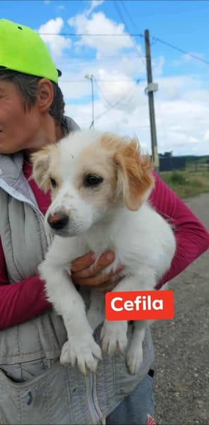 CEFILA