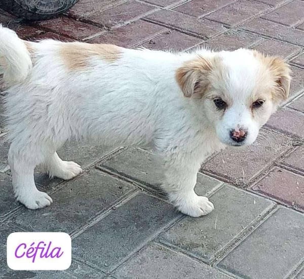 CEFILA