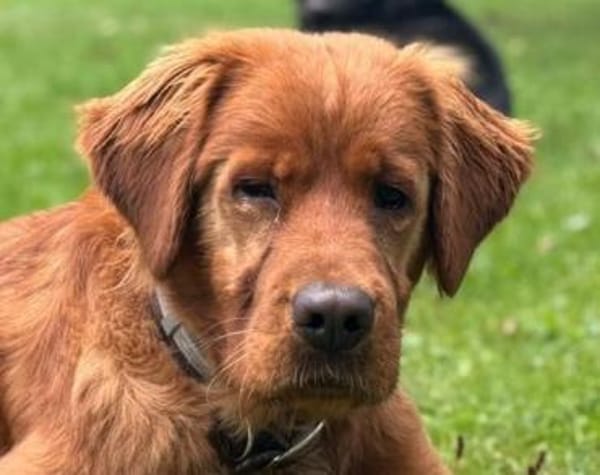 Chow-Chow-Mix FELIXin 53940 Hellenthal
