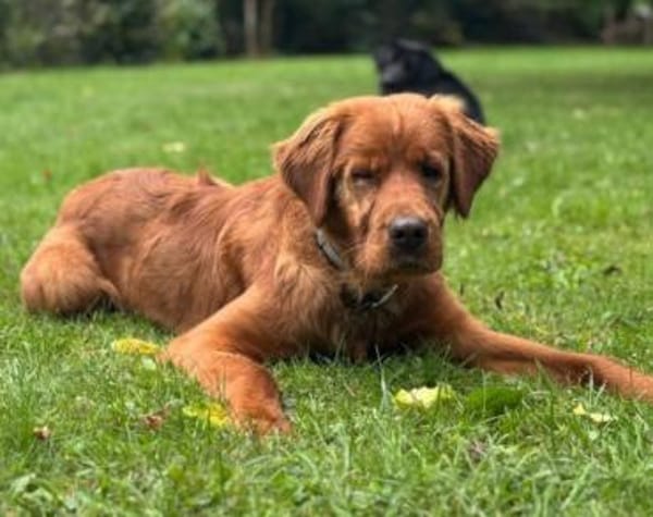 Chow-Chow-Mix FELIXin 53940 Hellenthal