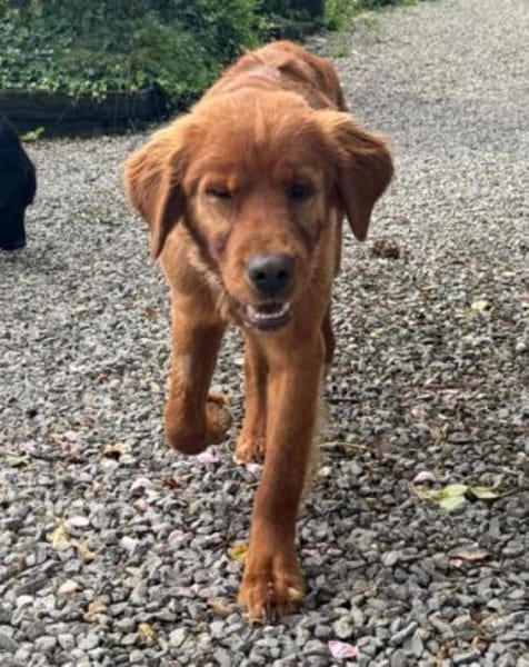 Chow-Chow-Mix FELIXin 53940 Hellenthal