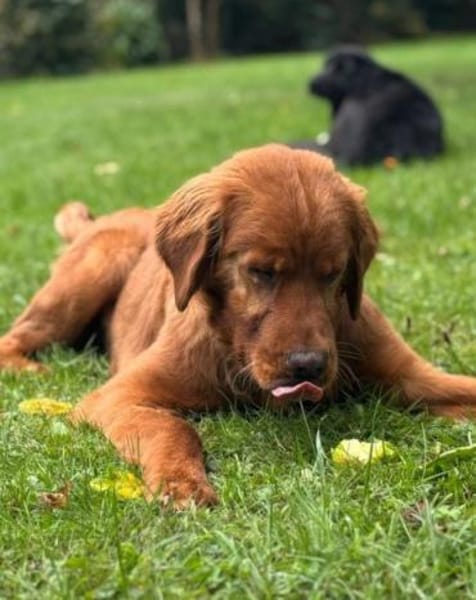 Chow-Chow-Mix FELIXin 53940 Hellenthal