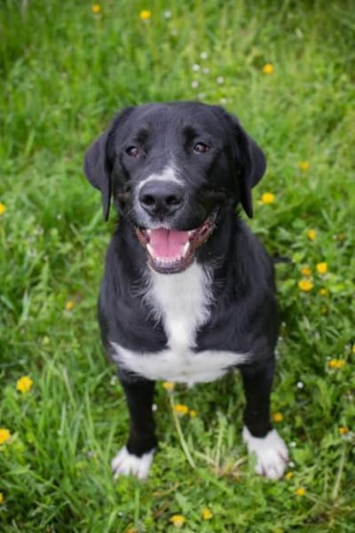 Inge  fröhliche Labrador-Mix Hündin