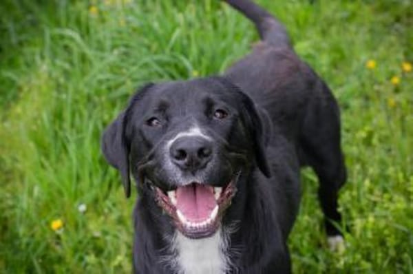 Inge  fröhliche Labrador-Mix Hündin