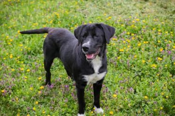 Inge  fröhliche Labrador-Mix Hündin