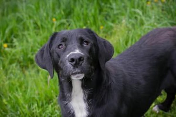 Inge  fröhliche Labrador-Mix Hündin