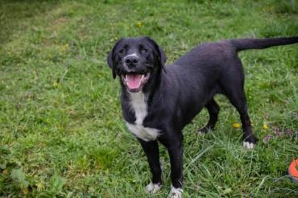 Inge  fröhliche Labrador-Mix Hündin