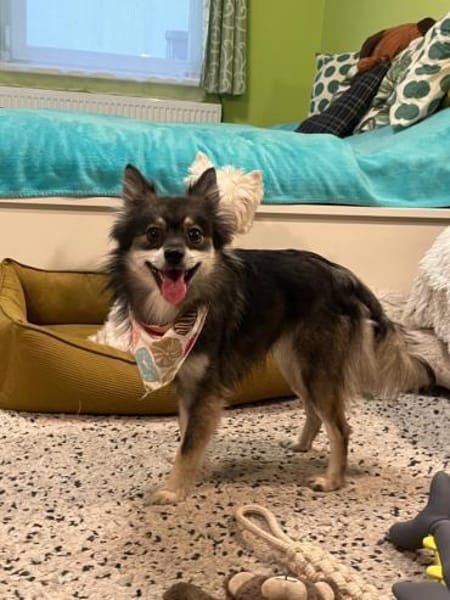 Karla - vorsichtige Hundedame wartet