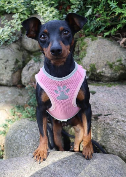 Tilli- kleiner 5 kg Turbo-Zwerg