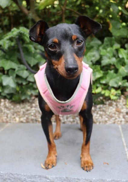 Tilli- kleiner 5 kg Turbo-Zwerg