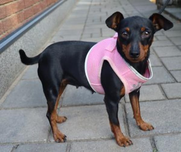 Tilli- kleiner 5 kg Turbo-Zwerg