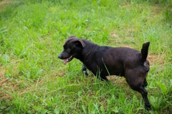 Willy - freundliche kleiner Kerl sucht..