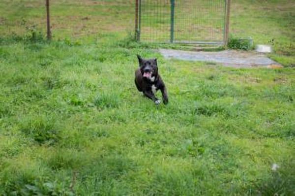 Willy - freundliche kleiner Kerl sucht..