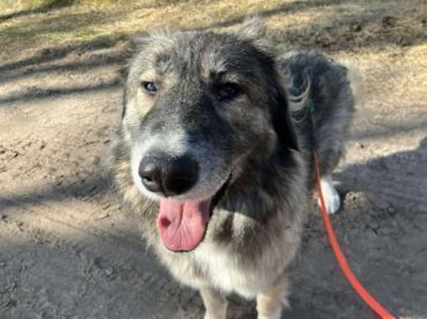 Tolle Bella möchte ein eigens Zuhause!