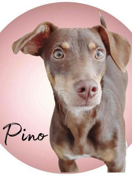 Pino ein zauberhafter Bube