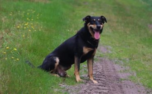 Wessen Herzen darf Thunder erobern?