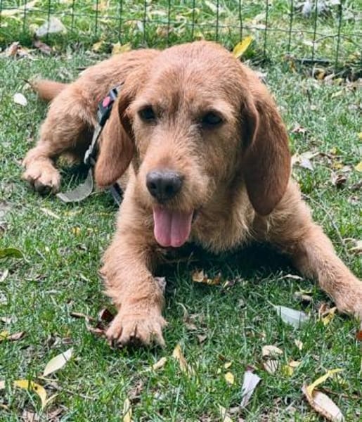 Hübscher lieber Basset fauve d.B. IWO