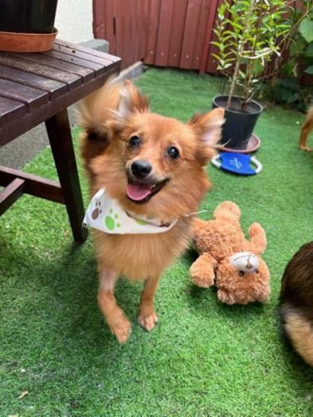 Maggy - junge Spitz-Dame mit Potenzial