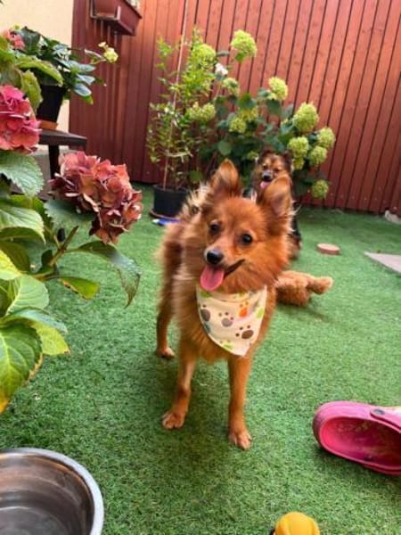 Maggy - junge Spitz-Dame mit Potenzial